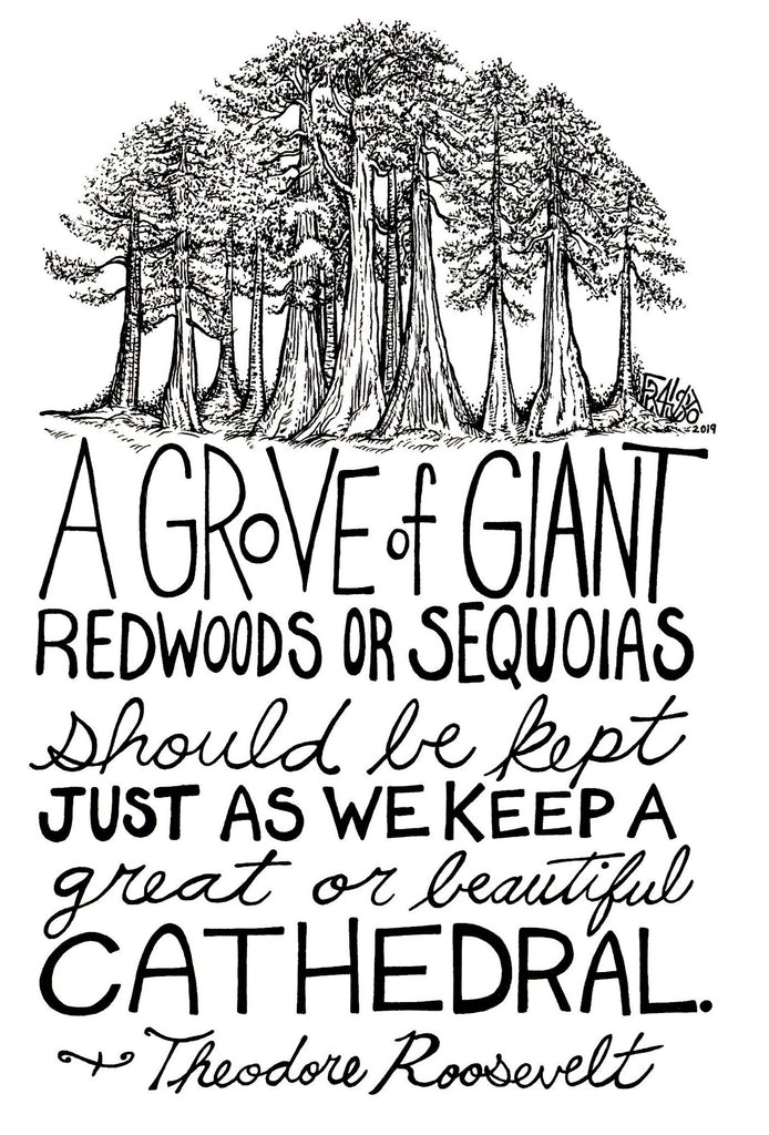 Theodore Roosevelt Quote Redwood Trees Original Drawing Pen And Ink Illustration By Artist Rick Frausto